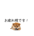 柴犬の横長スタンプ（個別スタンプ：9）