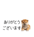 柴犬の横長スタンプ（個別スタンプ：10）