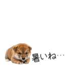 柴犬の横長スタンプ（個別スタンプ：11）