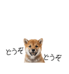 柴犬の横長スタンプ（個別スタンプ：12）