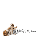 柴犬の横長スタンプ（個別スタンプ：14）