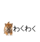 柴犬の横長スタンプ（個別スタンプ：15）