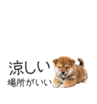 柴犬の横長スタンプ（個別スタンプ：16）