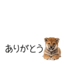 柴犬の横長スタンプ（個別スタンプ：17）