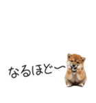 柴犬の横長スタンプ（個別スタンプ：18）