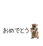 柴犬の横長スタンプ（個別スタンプ：19）