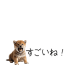 柴犬の横長スタンプ（個別スタンプ：20）