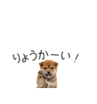 柴犬の横長スタンプ（個別スタンプ：21）