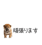 柴犬の横長スタンプ（個別スタンプ：22）