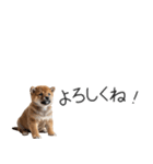 柴犬の横長スタンプ（個別スタンプ：23）