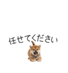 柴犬の横長スタンプ（個別スタンプ：24）