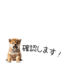 柴犬の横長スタンプ（個別スタンプ：25）