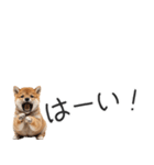 柴犬の横長スタンプ（個別スタンプ：26）