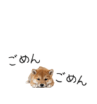 柴犬の横長スタンプ（個別スタンプ：27）