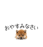 柴犬の横長スタンプ（個別スタンプ：28）