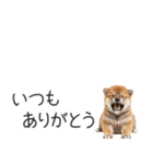 柴犬の横長スタンプ（個別スタンプ：29）