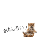 柴犬の横長スタンプ（個別スタンプ：30）