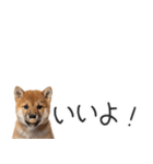 柴犬の横長スタンプ（個別スタンプ：31）