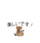 柴犬の横長スタンプ（個別スタンプ：32）