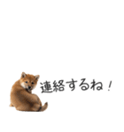 柴犬の横長スタンプ（個別スタンプ：34）