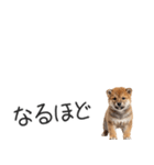 柴犬の横長スタンプ（個別スタンプ：35）
