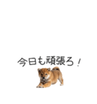 柴犬の横長スタンプ（個別スタンプ：36）