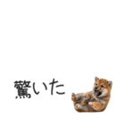 柴犬の横長スタンプ（個別スタンプ：37）