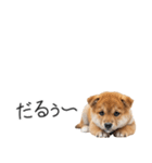 柴犬の横長スタンプ（個別スタンプ：38）