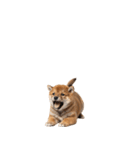 柴犬の横長スタンプ（個別スタンプ：39）