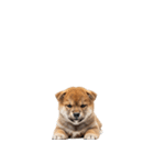 柴犬の横長スタンプ（個別スタンプ：40）