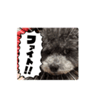 シルバートイプードルのまるちゃん（個別スタンプ：3）