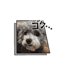 シルバートイプードルのまるちゃん（個別スタンプ：5）