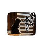 シルバートイプードルのまるちゃん（個別スタンプ：6）