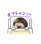 シルバートイプードルのまるちゃん（個別スタンプ：7）
