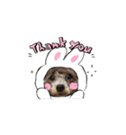 シルバートイプードルのまるちゃん（個別スタンプ：10）