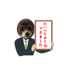 シルバートイプードルのまるちゃん（個別スタンプ：14）