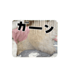 ハピラピスタンプ8歳お誕生日動画（個別スタンプ：9）
