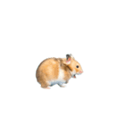ハムスターが動きます3（個別スタンプ：22）