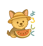 夏のヨーキー便り（個別スタンプ：8）