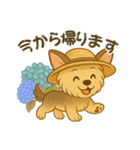 夏のヨーキー便り（個別スタンプ：31）