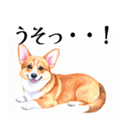 水彩感じるコーギースタンプ（個別スタンプ：28）