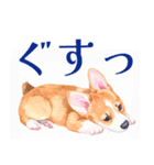水彩感じるコーギースタンプ（個別スタンプ：34）