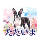 水彩感じるボストン・テリアスタンプ（個別スタンプ：8）