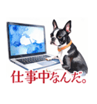 水彩感じるボストン・テリアスタンプ（個別スタンプ：12）