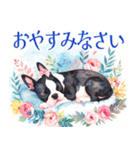 水彩感じるボストン・テリアスタンプ（個別スタンプ：24）