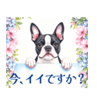 水彩感じるボストン・テリアスタンプ（個別スタンプ：25）