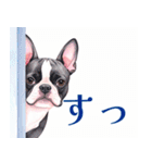 水彩感じるボストン・テリアスタンプ（個別スタンプ：35）