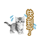大な文字の踊り11-AI子猫（個別スタンプ：24）
