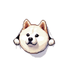 無言で伝える太っちょ白柴犬（個別スタンプ：1）