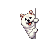 無言で伝える太っちょ白柴犬（個別スタンプ：2）